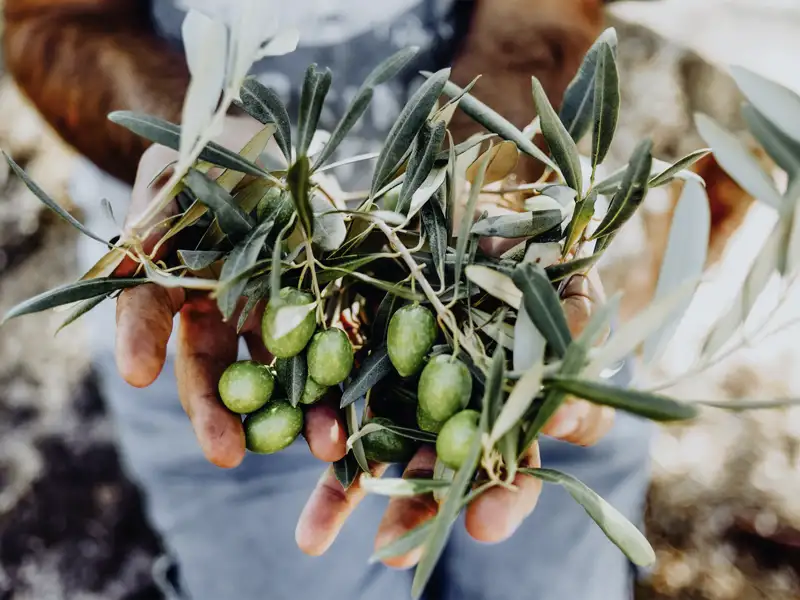 Auf unserer Rundreise durch Korfu darf die Kulinarik natürlich nicht zu kurz kommen - und wo schmecken Oliven besser als hier?