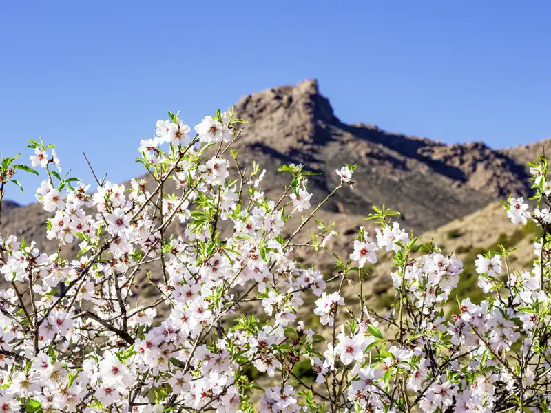 Auf unserer Eventreise nach Marokko bestaunen wir die farbenfrohe Mandelblüte