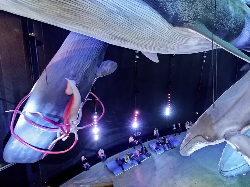 Besuchen Sie das Ozeaneum und bestaunen Sie die Walmodelle auf Ihrer Gruppenreise an die Ostsee.