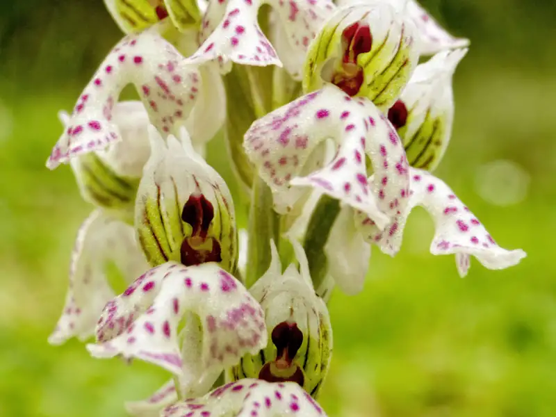 Eine weiß-lila gefleckte wilde Orchidee in Nahaufnahme, ein botanisches Highlight, das die vielfältige Flora auf Zypern bei unserer Gruppenreise mit Studiosus im Frühjahr zeigt.