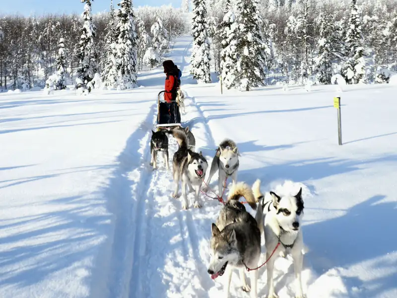 Ein Person lenkt einen Hundeschlitten mit einem Husky-Team durch einen sonnigen, verschneiten Wald, eine Leistung, die im Verlauf der Winterreise angeboten wird.