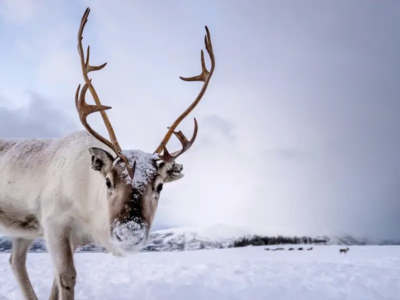 Nahaufnahme eines Rentiers im Schnee, eine im Reiseverlauf inkludierte Leistung bei unserer Winterreise, die eine authentische Begegnung mit den Tieren ermöglicht.