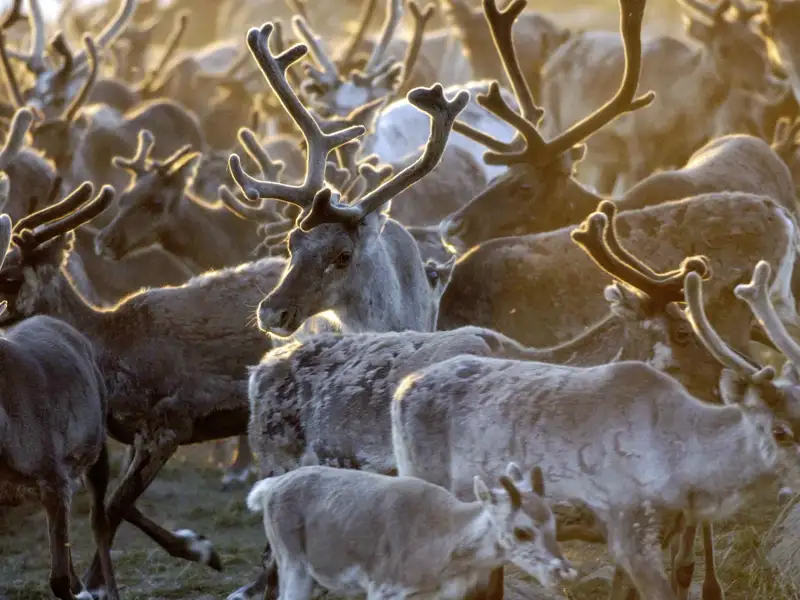 Eine große Herde von Rentieren mit stattlichen Geweihen steht im warmen Abendlicht. Ein Besuch einer Rentierfarm wird auf der Reise geboten.