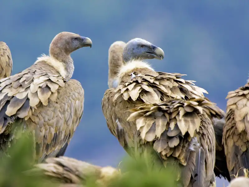 Auf unserer Rundreise mit Studiosus durch Kastilien und die Extremadura sind wir im Nationalpark von Monfragüe unterwegs, wo Geier und Adler majestätisch ihre Kreise über der unberührten Landschaft ziehen.