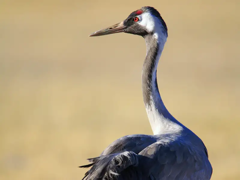 Auf unserer Rundreise mit Studiosus können wir Kraniche und weiter Vogelarten in der Extremadura in Spanien bewundern.
