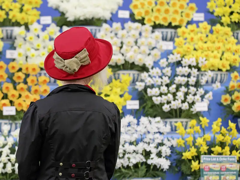 Eine Reiseteilnehmerin vor einer Wand aus gelben und weißen Narzissen, ein Programmpunkt laut Reiseverlauf beim Besuch einer Blumenschau.