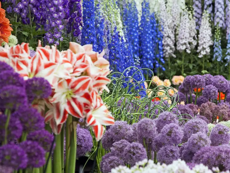 Ein Blumenbeet auf einer Gartenschau, die im Rahmen der Reise besucht wird, zeigt rot-weiße Amaryllis, lila Zierlauch und blauen Rittersporn.
