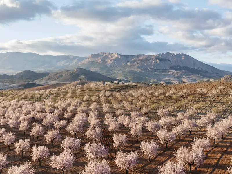 Auf der Gruppenreise durch Andalusien in Spanien bewundern wir die beeindruckende Landschaft zur Zeit der Mandelblüte.