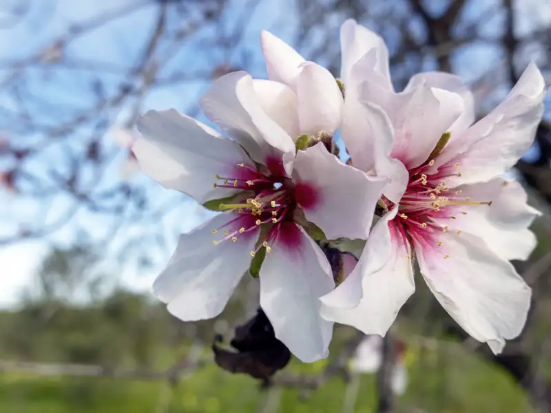 Auf unserer Gruppenreise nach Andalusien bewundern wir die Mandelblüte im Frühling.