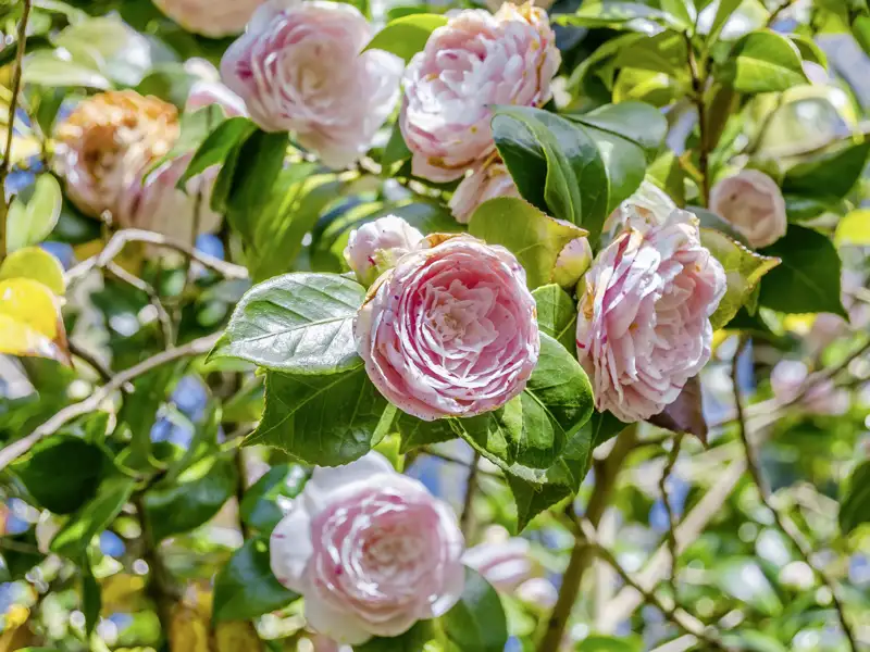 Ein blühender Kamelienstrauch mit detailreichen rosa-weißen Blüten als Symbol für die prächtigen Gärten, die auf der Rundreiseeise besucht werden.