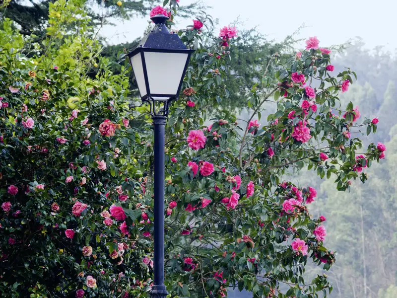 Auf der Gruppenreise bewundern wir die Kamelienblüte in Galecien in Spanien