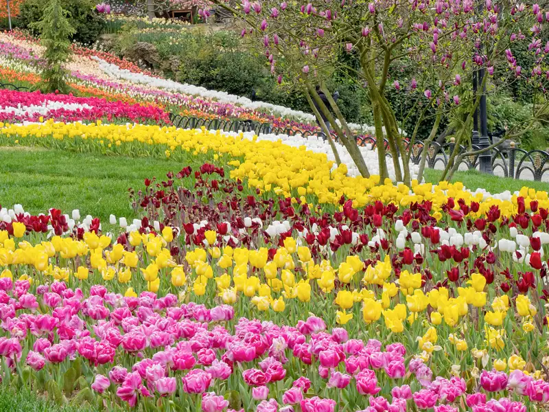 Auf unserer Gruppenreise mit Studiosus bewundern wir den Emirgan Park in Istanbul, in dem während des jährlichen Tulpenfests viele bunte Tulpen erblühen