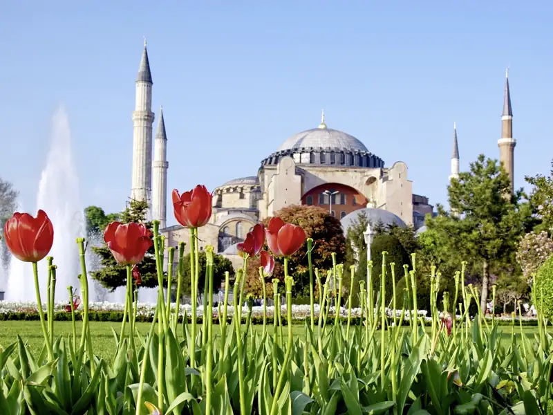 Ein Tulpenbeet vor dem Hintergrund der Hagia Sophia in Istanbul können wir auf unserer Gruppenreise mit Studiosus zur Zeit der Tulpenblüte bewundern