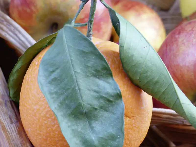 Auf unserer Gruppenreise mit Studiosus probieren wir frisches Obst auf einem typisch griechischem Marktauf der Insel Rhodos.
Ein Höhepunkt jeder Rundreise durch Griechenland.