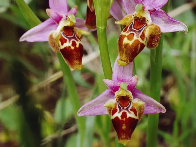 Auf unserer Gruppenreise von Studiosus erblicken wir die Hummel-Ragwurz-Orchidee, ein botanisches Highlightl dieser Reise, das die beeindruckende lokale Flora und die Vielfalt der heimischen Orchideen zeigt.