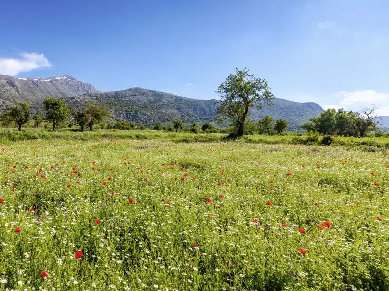 Auf unserer Gruppenreise mit Studiosus bewundern wir die blühende Landschaft auf der Lassithi Hochebene Kretas im Frühjahr