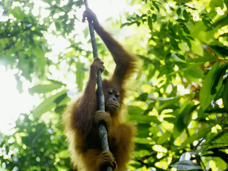 Auf unserer Gruppenreise mit Studiosus entdecken wir einen jungen Orang-Utan im grünen Blätterdach, eine Beobachtung, wie sie beim Besuch eines Orang-Utan-Rehabilitationszentrums auf Borneo möglich ist. Es ist ein Highlight jeder Rundreise durch Borneo.