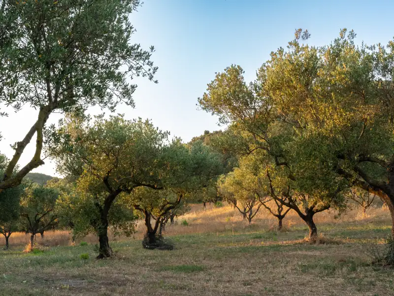 Knorrige, alte Olivenbäume in einem weitläufigen Hain auf Korfu, deren Blätter im warmen Licht der Abendsonne leuchten, ein Highlight auf unserer Rundreise mit Studiosus