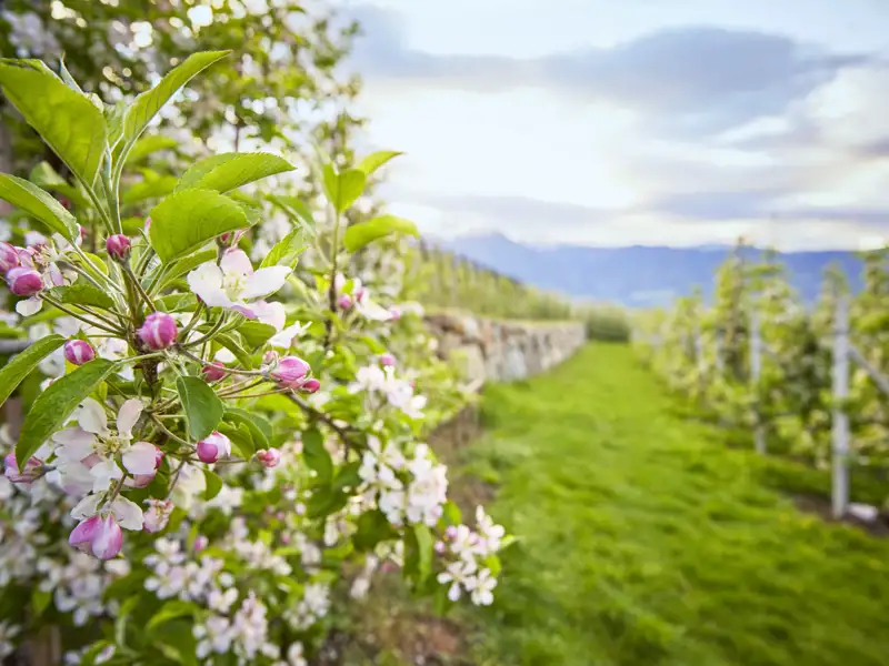 Rosa-weiße Apfelblüten an einem Zweig im Frühling. Im unscharfen Hintergrund eine Obstplantage und Berge in Südtirol, ein Highlight unserer Studiosus Rundreise.