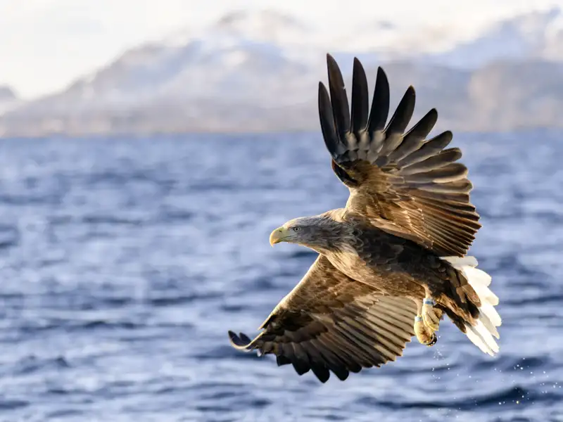 Ein Seeadler im Flug über dem Wasser des Vestfjords in Norwegen, im Hintergrund die schneebedeckte Küste der Lofoten.