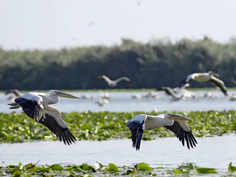 Der Pelikan ist das Symbol des Donaudeltas. Hier ist Europas bedeutendste Kolonie beheimatet: Etwa 7000 Exemplare des größten Wasser- und schwersten Flugvogels der Erde leben im größten Feuchtgebiet Europas. Auf unserer Gruppenreise durch Rumänien bewundern wir diese tollen Tiere auch.