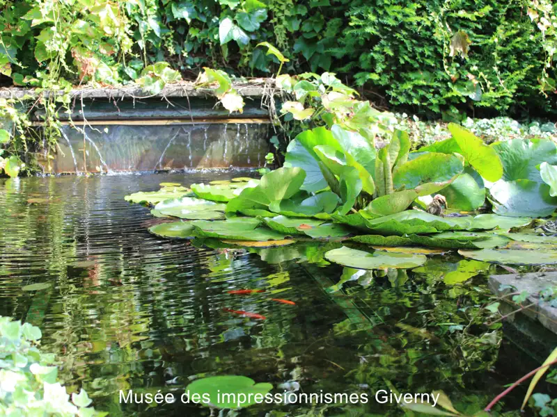 Üppiger Seerosenteich mit Wasserfall und Goldfischen im Garten des Musée des impressionnismes in Giverny, welchen wir auf unserer Gruppenreise mit Studiosus nach Frankreich bewundern.