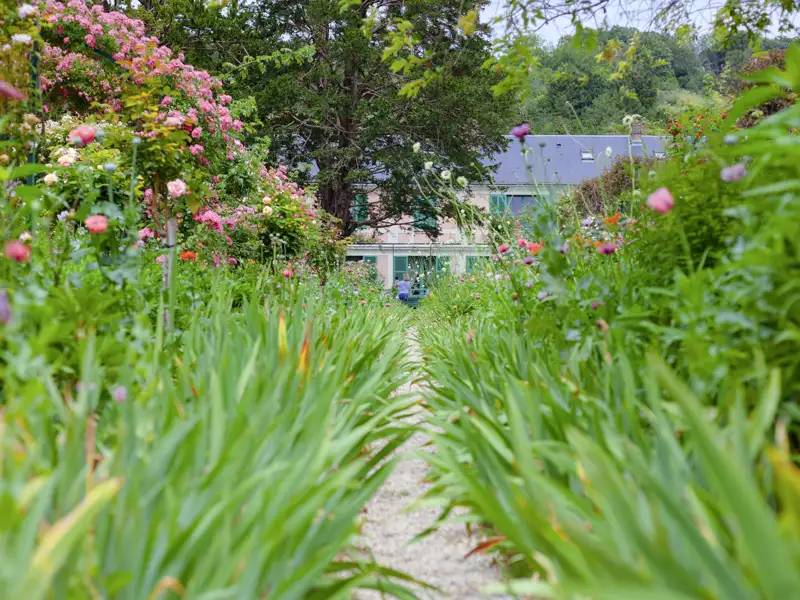 Blick entlang eines Kieswegs durch Monets blühenden Garten in Giverny, gesäumt von grünen Irisblättern und rosa Rosen, welchen wir bei unserer Gruppenreise mit Studiosus in die Normandie bewundern.