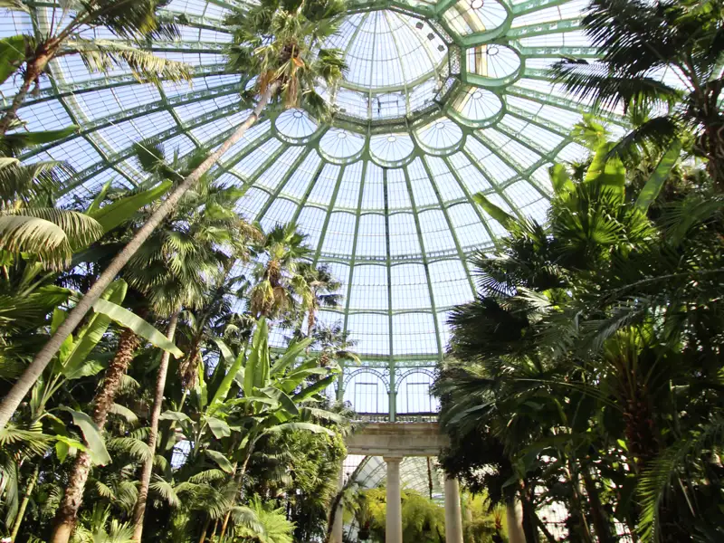 Auf unserer Rundreise mit Studiosus nach Belgien bewundern wir die üppigen tropische Pflanzen und hohe Palmen unter der kunstvollen Glaskuppel der Königlichen Gewächshäuser von Laeken.