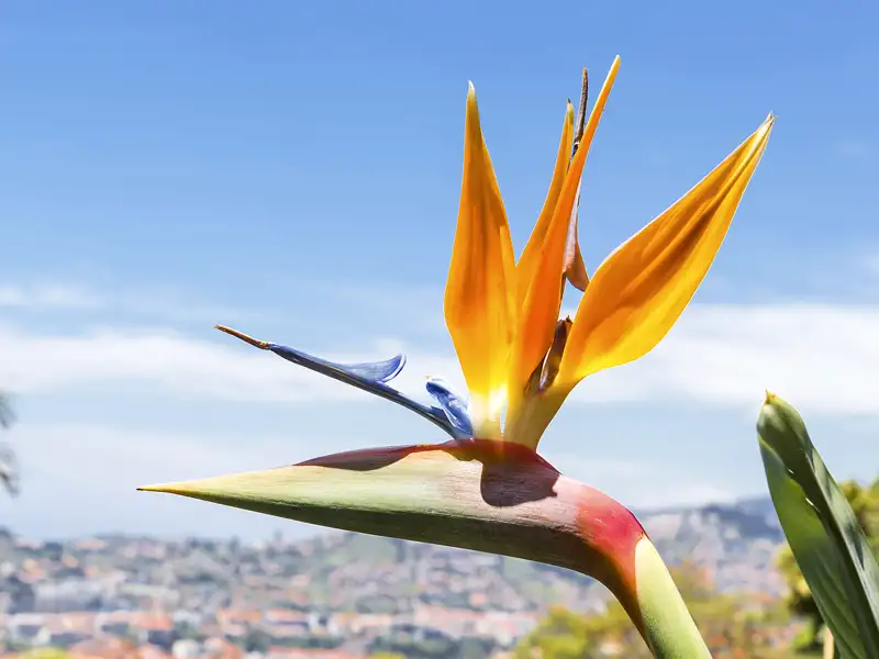 Immer wieder erfreut uns auf unserer Studienreise mit Muße Madeiras Blütenpracht, hier eine Strelitzie, auch Papageienblume genannt.