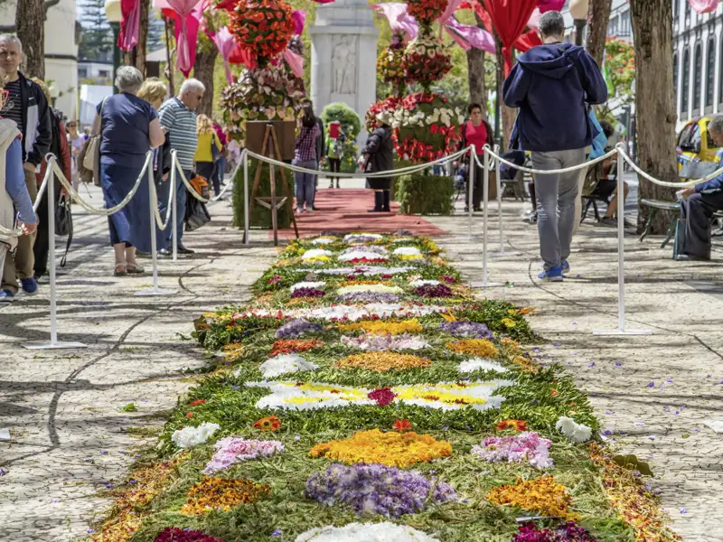 Auf unserer Rundreise mit Studiosus betrachten wir einen kunstvollen Blumenteppich aus bunten Blütenblättern während des Blumenfests in Funchal, Madeira.