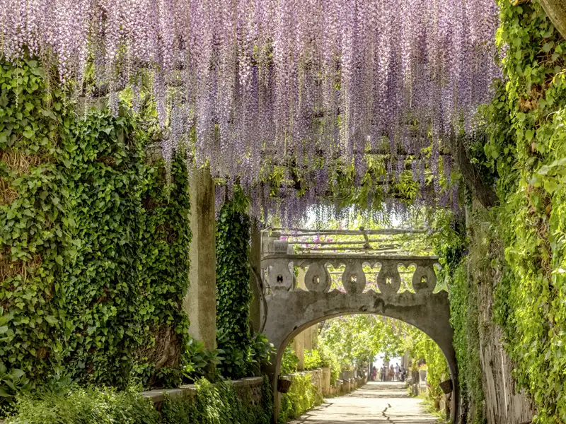Auf unserer Rundreise mit Studiosus gehen wir diesen romantischen, von Blauregen überdachten Weg im Garten der Villa Cimbrone in Ravello, der durch einen Torbogen führt entlang