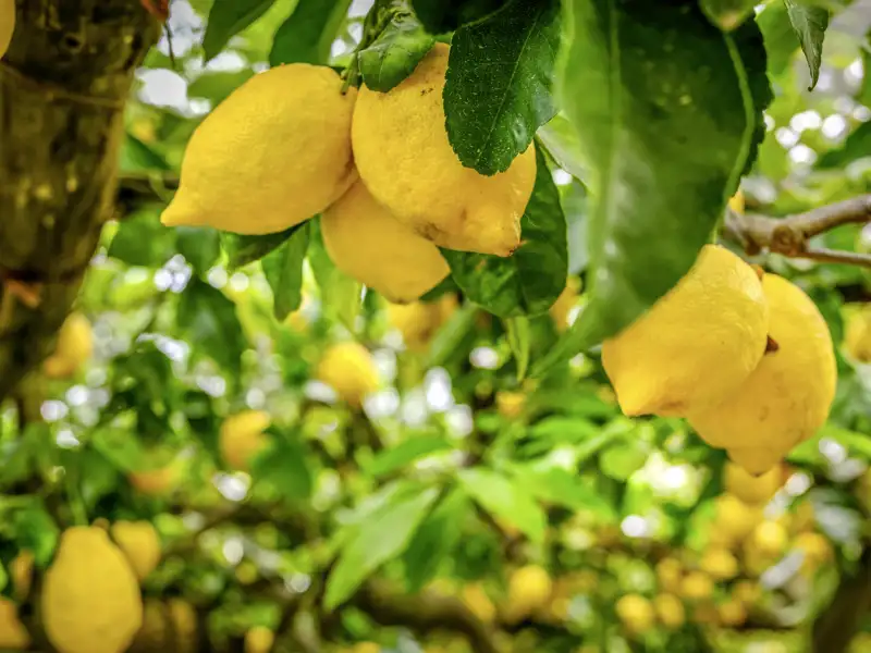 Reife Zitronen am Baum – ein Anblick, den wir auf unserer Rundreise mit Studiosus nach Neapel öfters mal sehen.