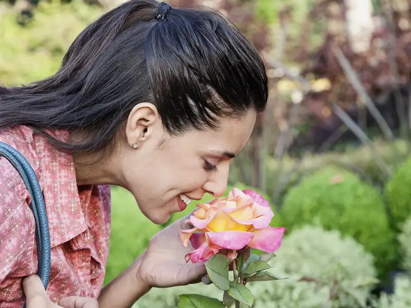 Eine lächelnde Frau genießt auf einer Studiosus Reise den Duft einer rosa-gelben Rose in einem der prachtvollen Gärten Venetiens.