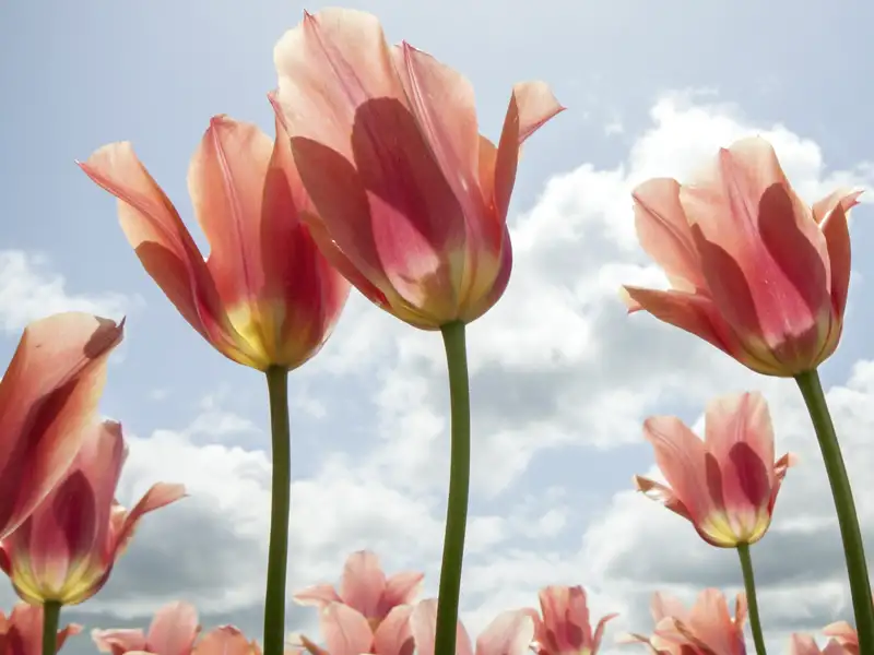 Auf unserer Rundreise in die Niederlande mit Studiosus sehen wir leuchtend rosafarbene Tulpen, deren Blüten im Sonnenlicht durchscheinend gegen den blauen Himmel ragen.