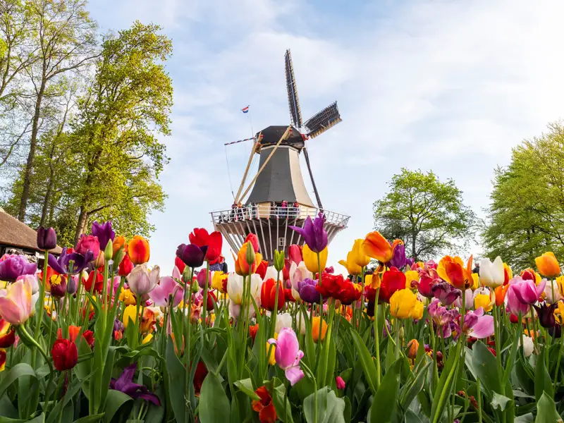 Auf unserer ventreise in die Niederlande sehen wir ein Meer aus bunten Tulpen im Keukenhof, dahinter eine klassische holländische Windmühle mit Besuchern auf der Galerie.