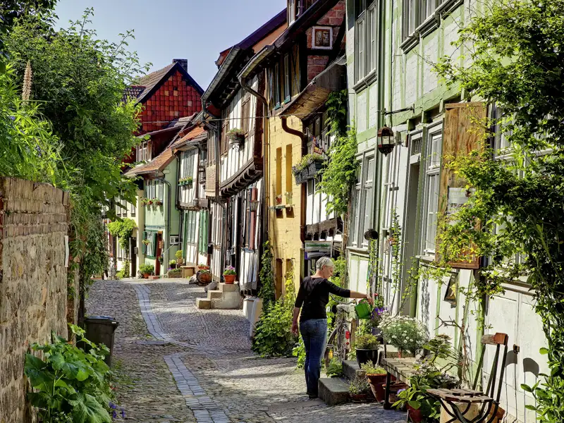 Eine Bewohnerin pflegt Pflanzen vor ihrem bunten Fachwerkhaus in einer verwinkelten Kopfsteinpflastergasse in Quedlinburg, durch welche wir auf unserer Gruppenreise mit Studiosus schlendern.