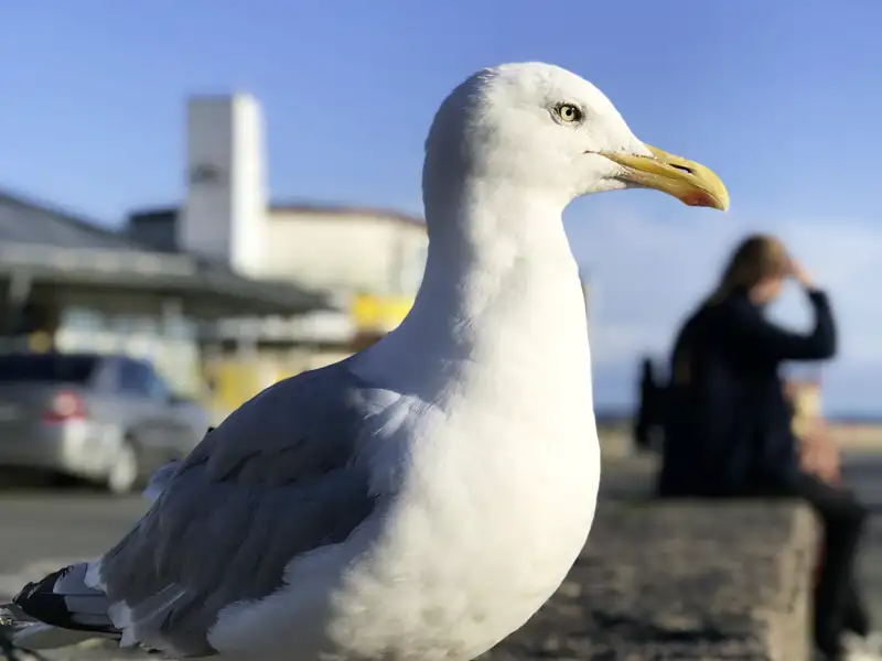 Frische Meeresbrise, salziger Duft und die Schreie der Möwen - die Begleiter eines Urlaubs am Meer, so wie wir ihn auf unserer Reise für Singles und Alleinreisende nach Rügen verbringen.