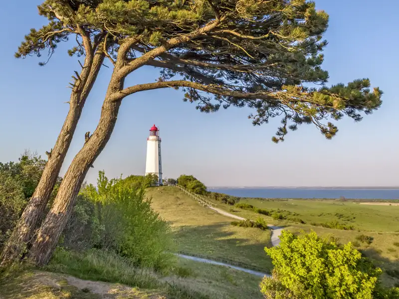 Der Leuchtturm Dornbusch auf der Insel Hiddensee an einem sonnigen Tag, im Vordergrund eine Kiefer über der Küstenlandschaft, ein schöner Ausblick, den wir auf unserer Gruppenreise mit Studiosus genießen.