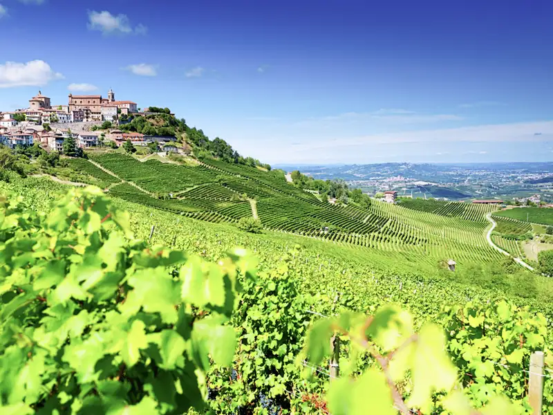 Grüne Weinberge im Barolo-Gebiet mit Blick auf das Weindorf La Morra auf einem Hügel unter blauem Himmel im Piemont, ein toller Ausblick auf unserer Gruppenreise mit Studiosus.