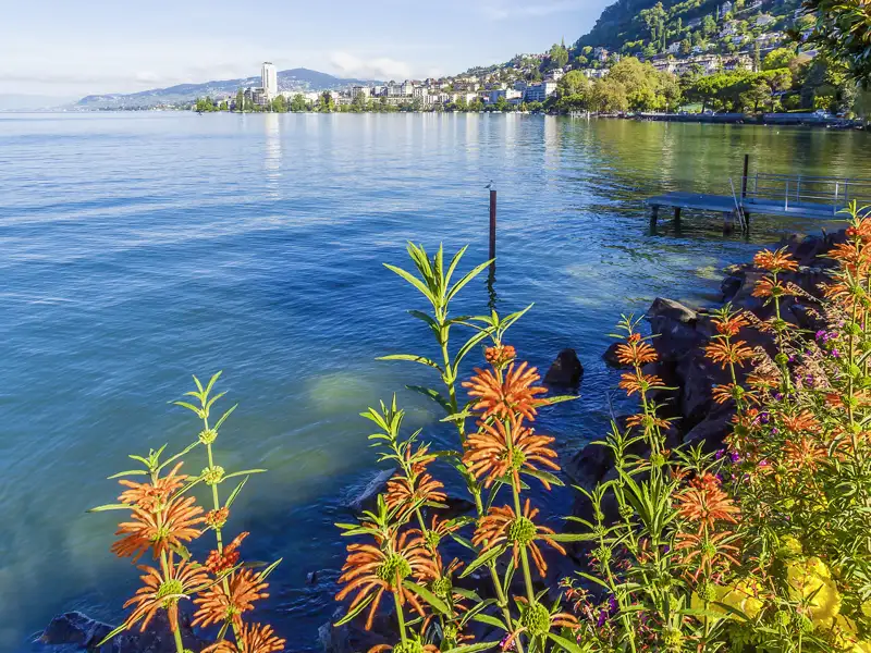 Leuchtend orange Blumen am sonnigen Ufer des Genfer Sees mit der Stadt Montreux und bewaldeten Hängen im Hintergrund, ein Highlight unserer Gruppenreise mit Studiosus.