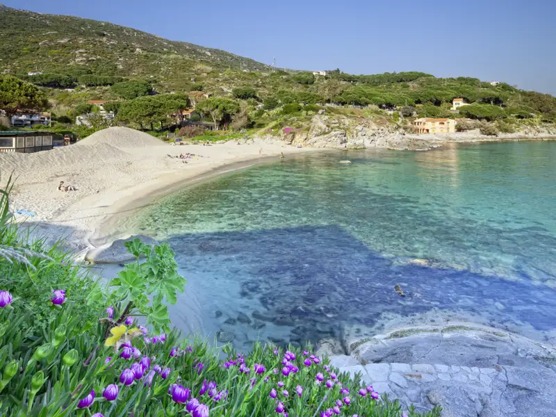 Blühende Macchia mit lila Blumen im Vordergrund einer malerischen Bucht mit Sandstrand und kristallklarem Wasser auf Elba. Ein Naturhighlight auf unserer Rundreise mit Studiiosus.
