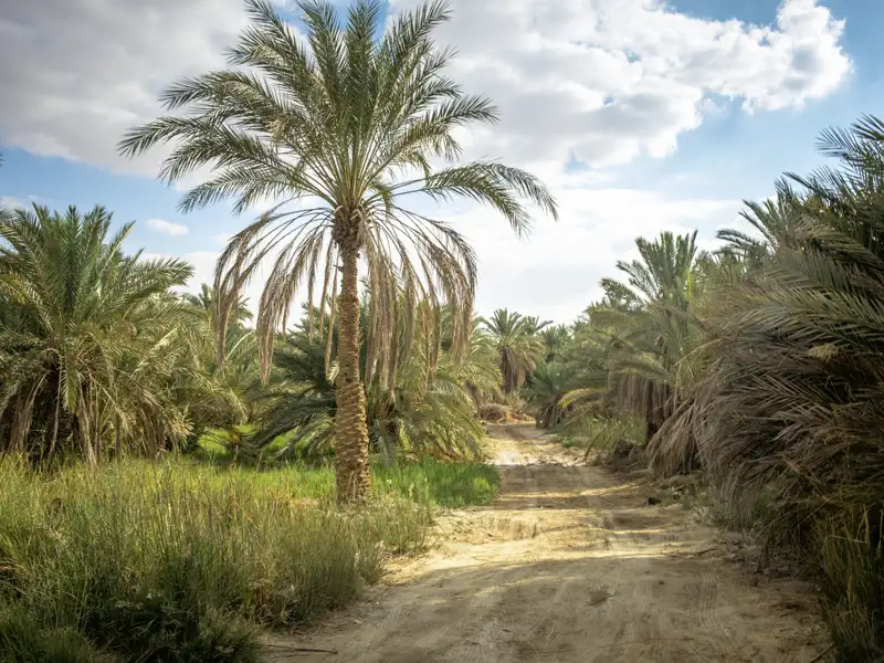 Auf einer Studiosus Studienreise durch Ägypten führt ein sandiger Pfad durch die grünen Dattelpalmenhaine der Oase Siwa.