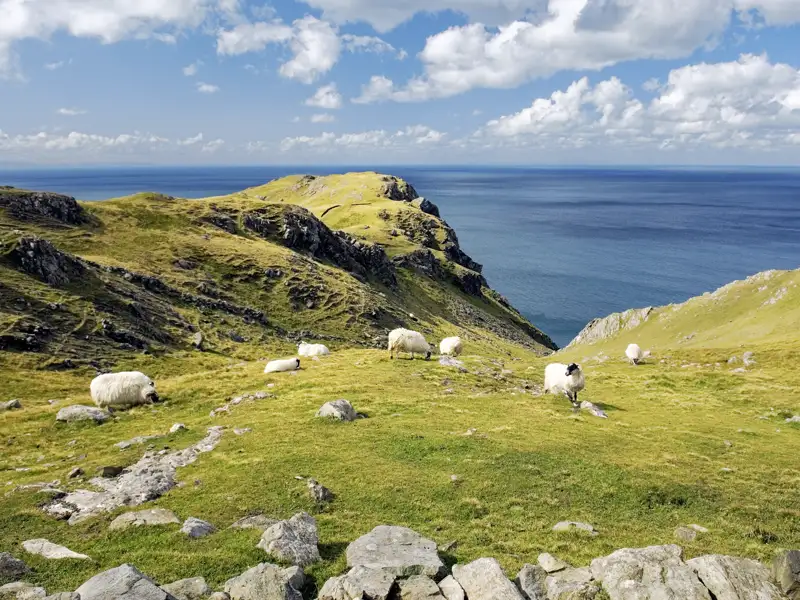 Eine Herde Schafe grast an Irlands saftig grüner Steilküste, mit weitem Blick über den Atlantik. Ein traumhafter Ausblick für ihre Studiosus Eventreise.