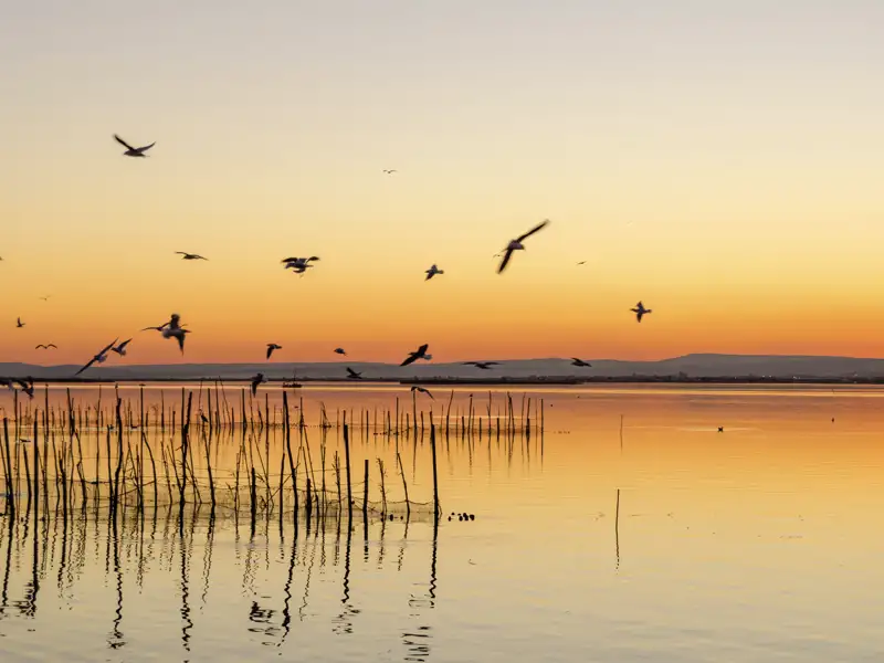Wir erhalten das malerische Bild einer ruhigen Lagune von Albufera bei Valencia im goldenen Licht des Sonnenuntergangs mit vielen Vögeln.