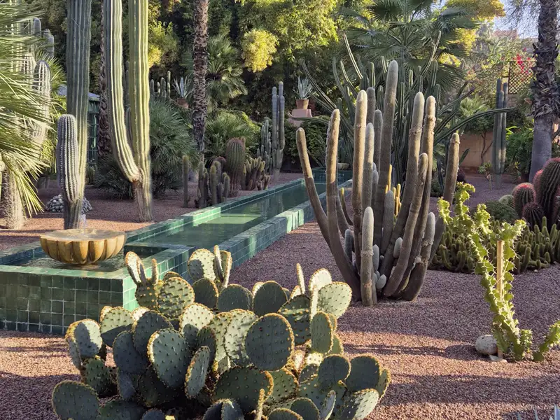 Exotischer Kaktusgarten im Jardin Majorelle mit einem grün gekachelten Wasserbecken und Palmen in Marrakesch. Ein Highlight während Ihrer Eventreise.