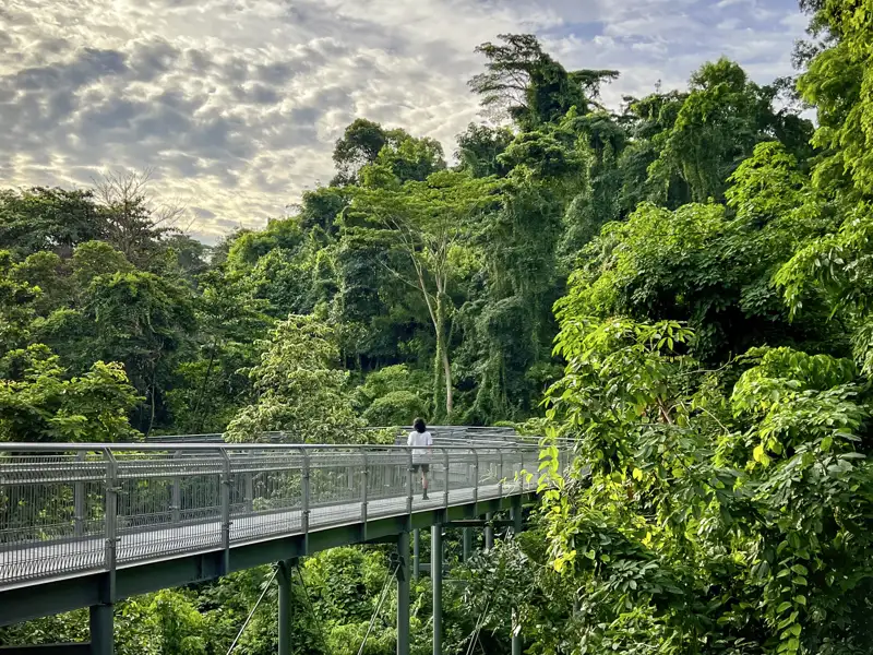 Eine Reisende erkundet auf dem erhöhten Laufweg die üppige Vegetation der Southern Ridges in Singapur auf einer Studienreise.