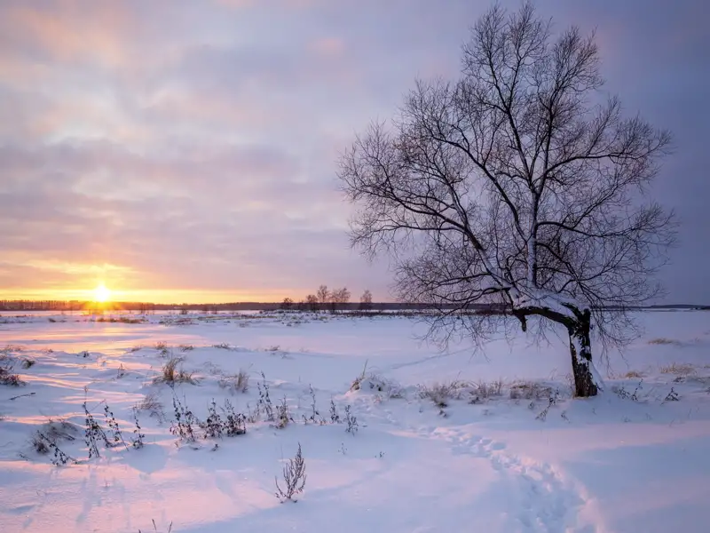 Stimmungsvoller Sonnenaufgang in der verschneiten Moorlandschaft des Lahemaa-Nationalparks mit einem einzelnen, kahlen Baum.