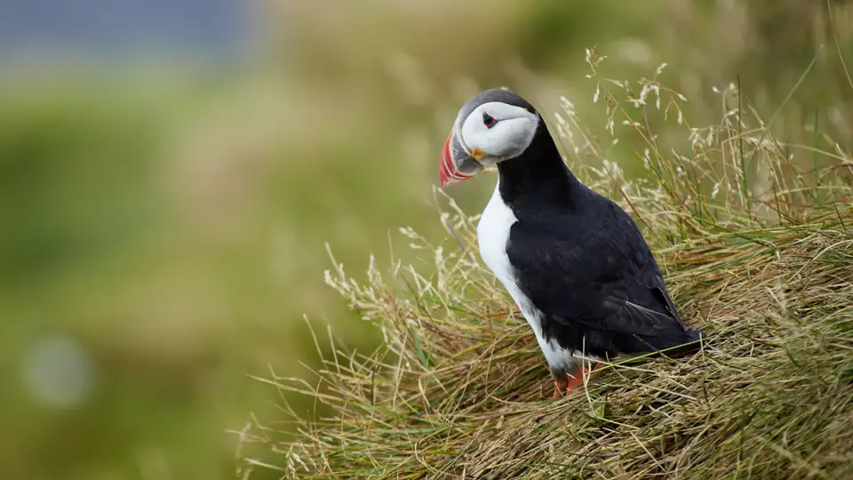 Die Pagateitaucher, auch Puffins genannt, gehören einfach zu Island. Am Kap Dyrholaey haben Sie gute Chancen, auf unserer Rundreise für Singles und Alleinreisende über die Inselm diese Vögel zu beobachten.