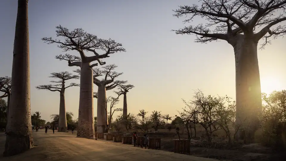 Ein berühmter Vertreter der einzigartigen Flora Madagaskars is der Baobab, den wir auf unserer 18-tägigen Rundreise ebenso bestaunen wie die vielfältige Fauna der Insel.