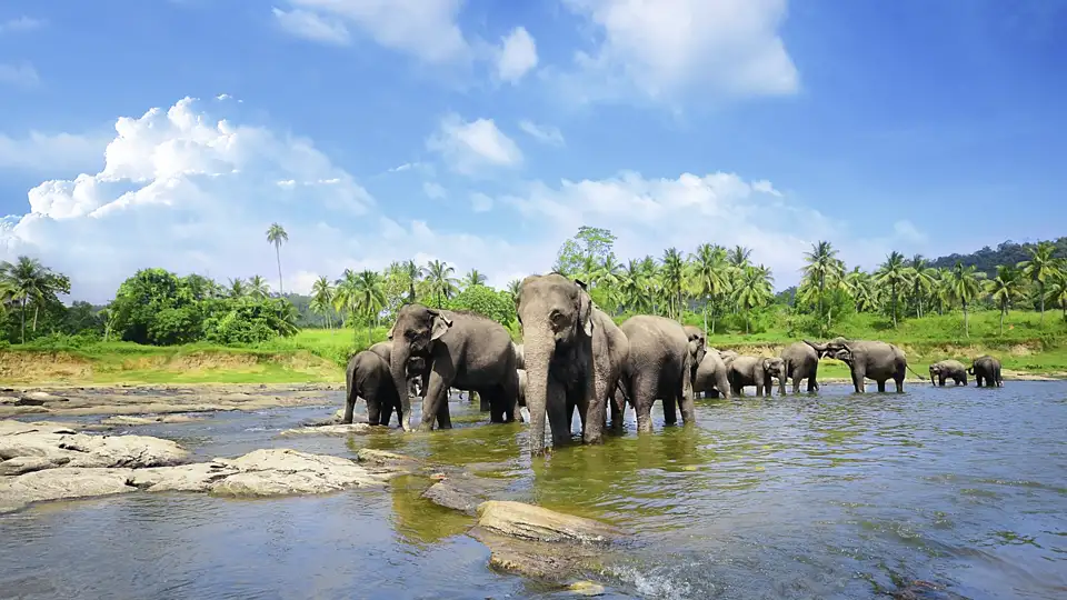 Auf dieser Rundreise unternehmen wir auch eine Safari in einem Nationalpark, in dem viele der wilden Elefanten Sri Lankas leben.